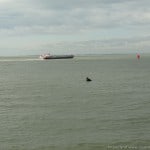 Nederland - Hansweert - zicht op Schelde