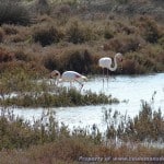 Frankrijk - Camargue - Le Cap d'Agde - 03-04-2015 tot en met 13-04-2015 - 073